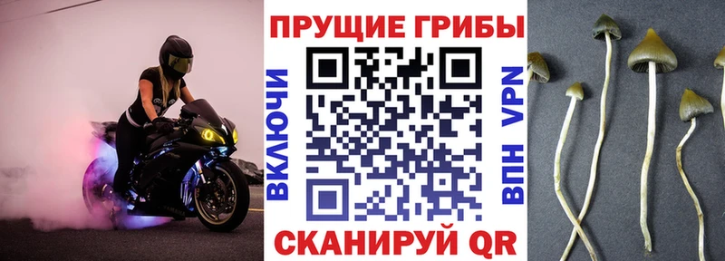 omg ссылка  Лахденпохья  Галлюциногенные грибы Cubensis 
